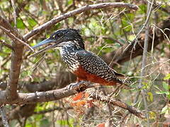 Giant Kingfisher