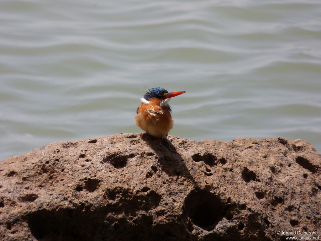 Malachite Kingfisher