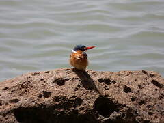 Malachite Kingfisher