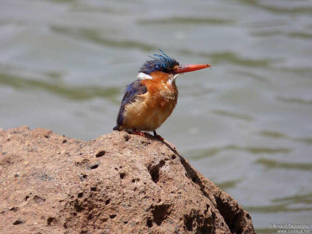 Malachite Kingfisher