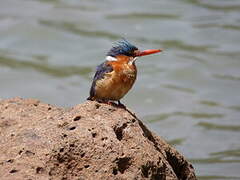 Malachite Kingfisher