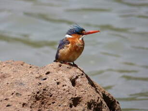 Martin-pêcheur huppé