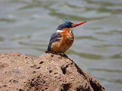 Malachite Kingfisher