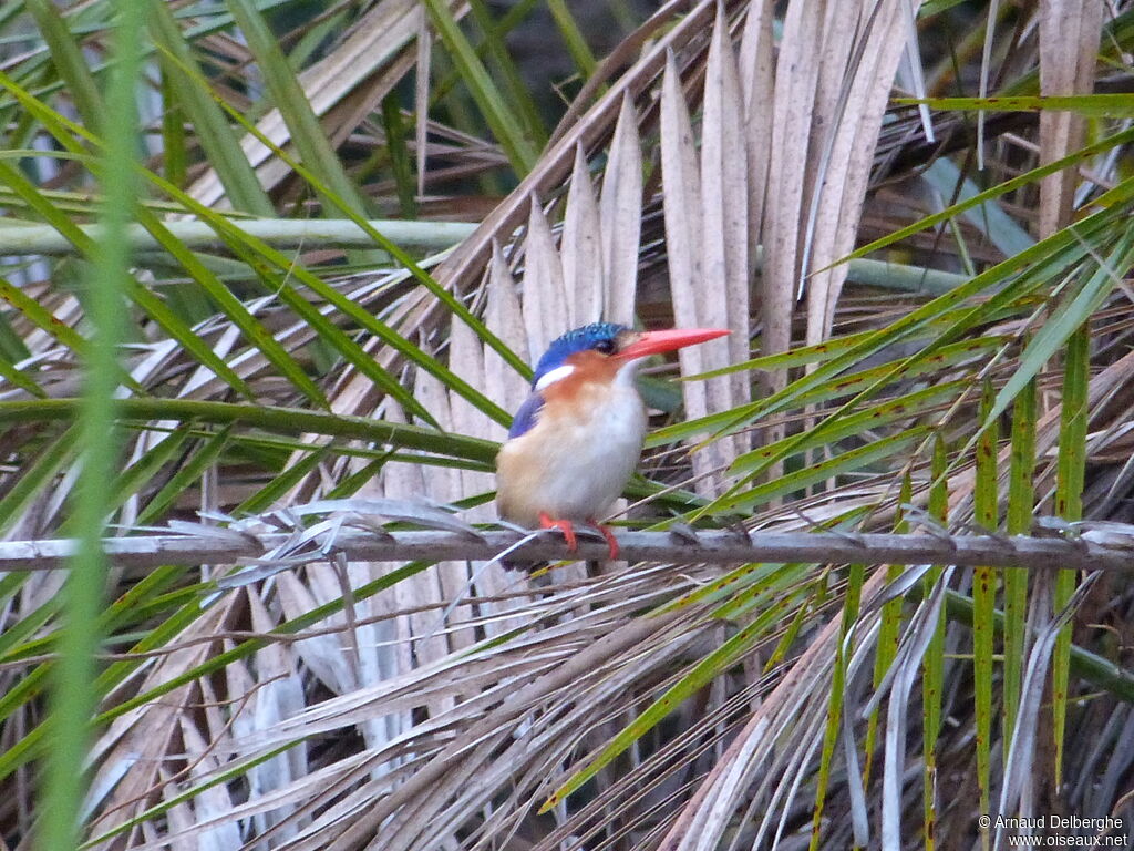 Malachite Kingfisher