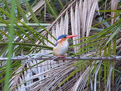 Malachite Kingfisher