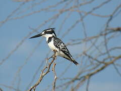 Pied Kingfisher