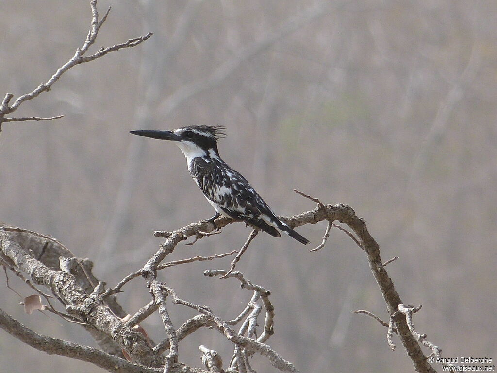 Pied Kingfisher