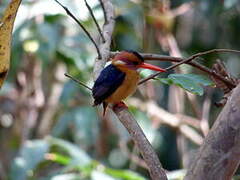 African Pygmy Kingfisher