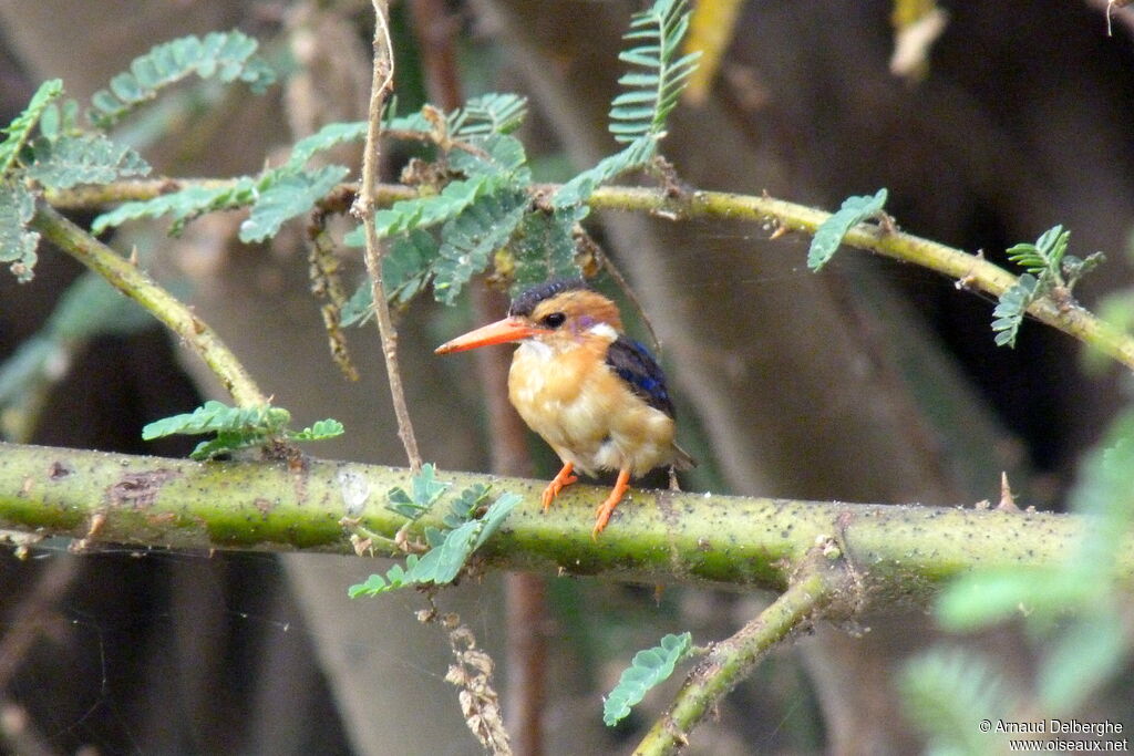 African Pygmy Kingfisher