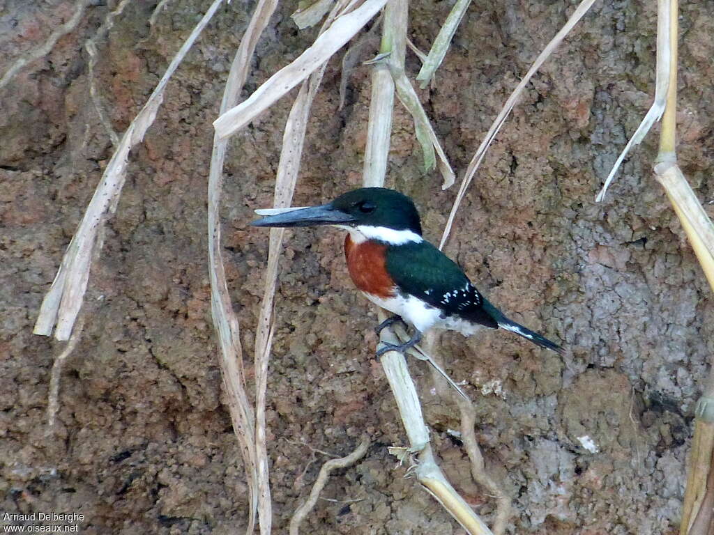 Martin-pêcheur vert mâle adulte, identification