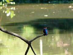 Malagasy Kingfisher