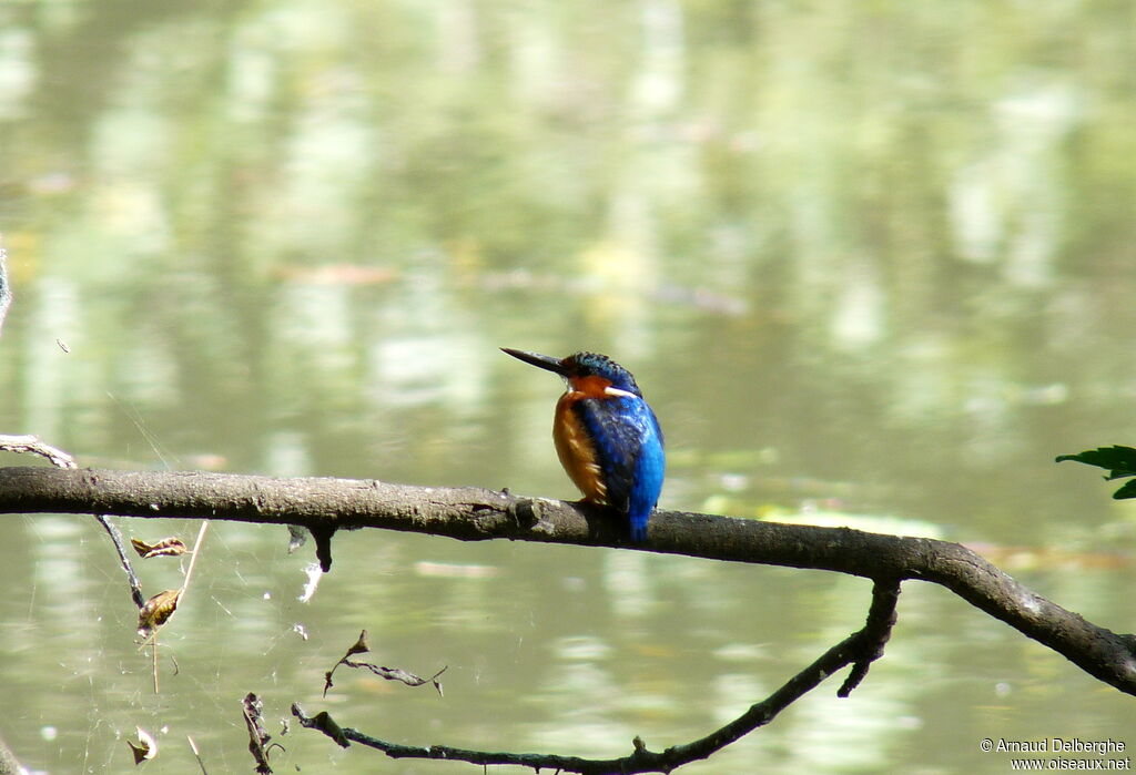 Malagasy Kingfisher