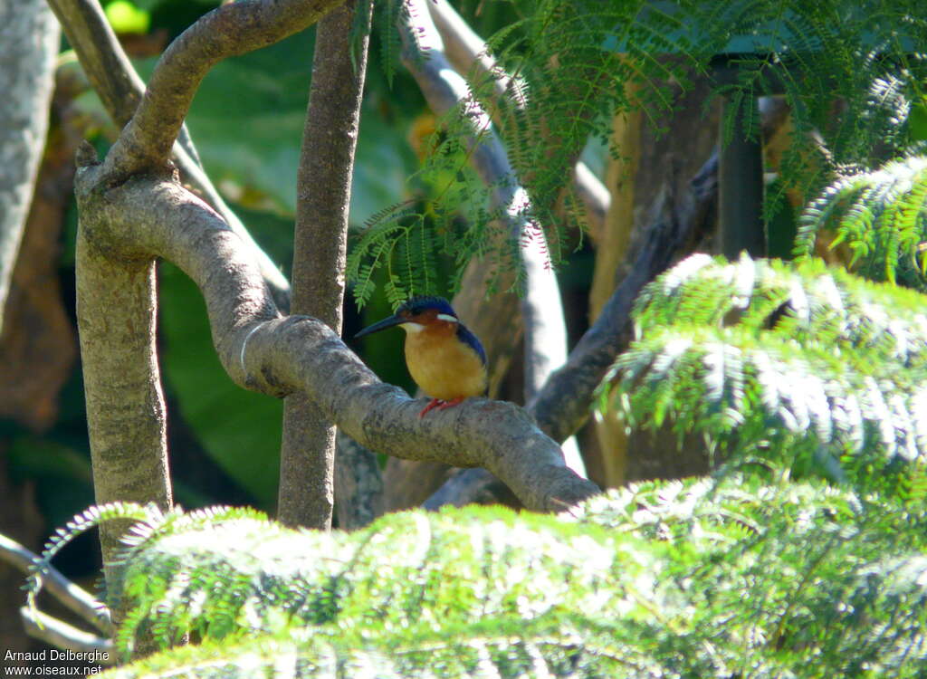 Malagasy Kingfisheradult, habitat