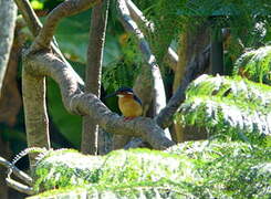 Malagasy Kingfisher