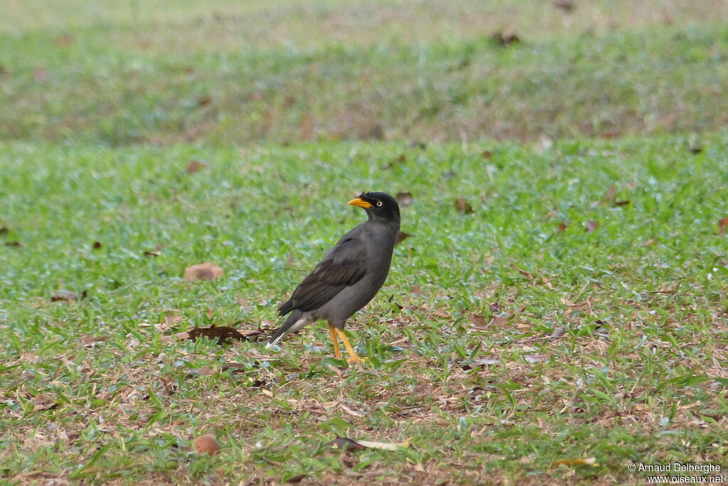 Javan Myna