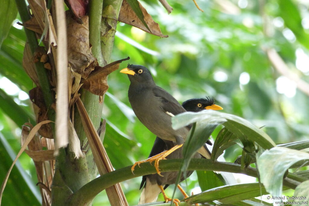 Javan Myna