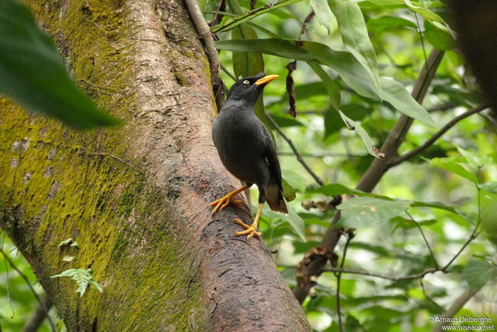 Javan Myna