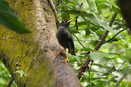 Javan Myna