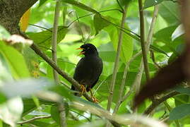 Javan Myna