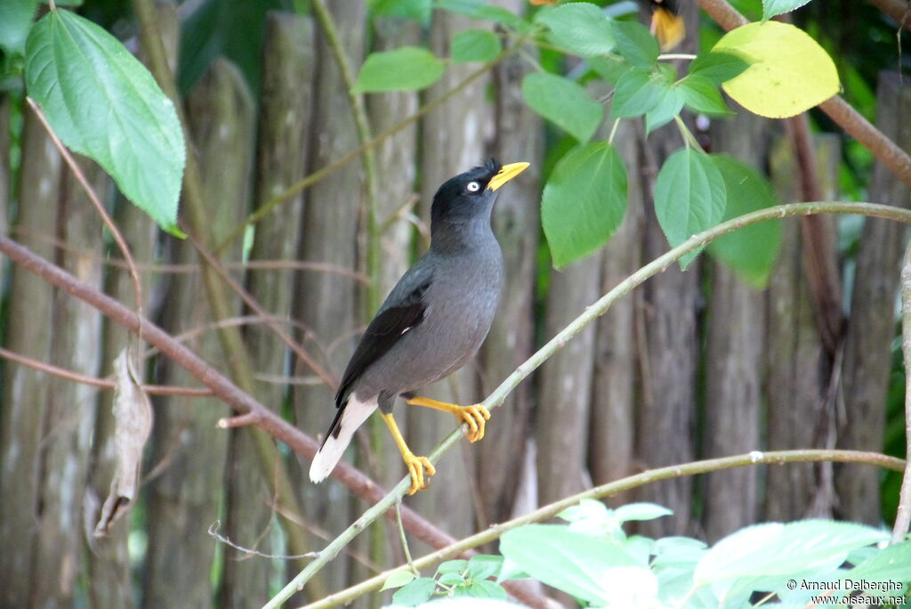 Javan Myna