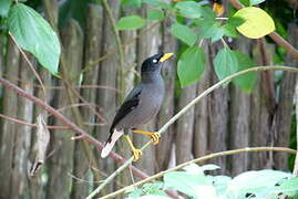 Javan Myna