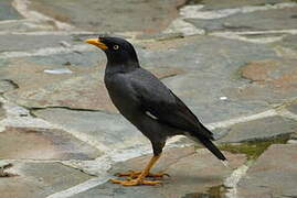 Javan Myna