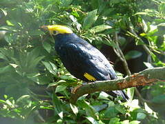 Golden-crested Myna