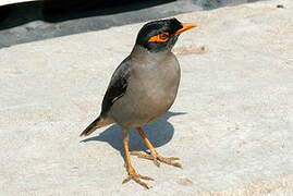 Bank Myna