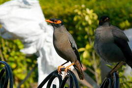 Bank Myna