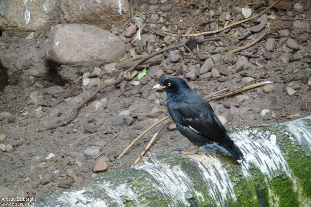 Crested Mynaadult, identification