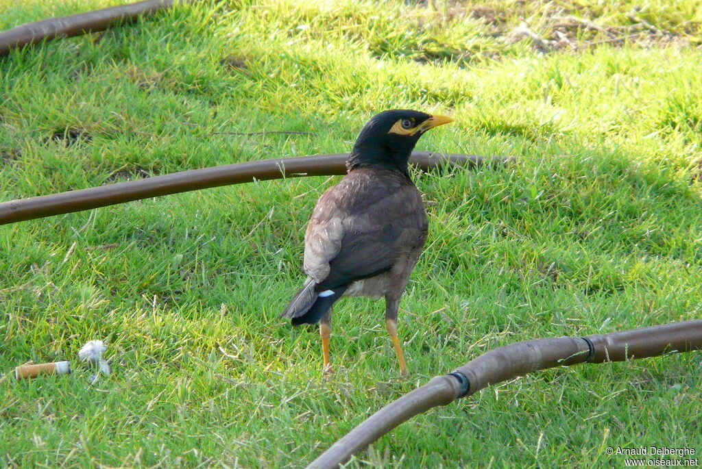 Common Myna