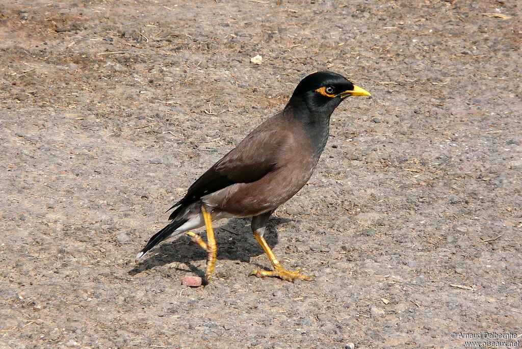 Common Myna