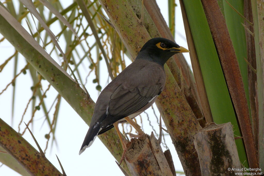 Common Myna