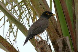 Common Myna