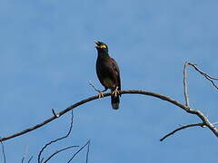 Common Myna