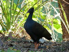 Orange-footed Scrubfowl