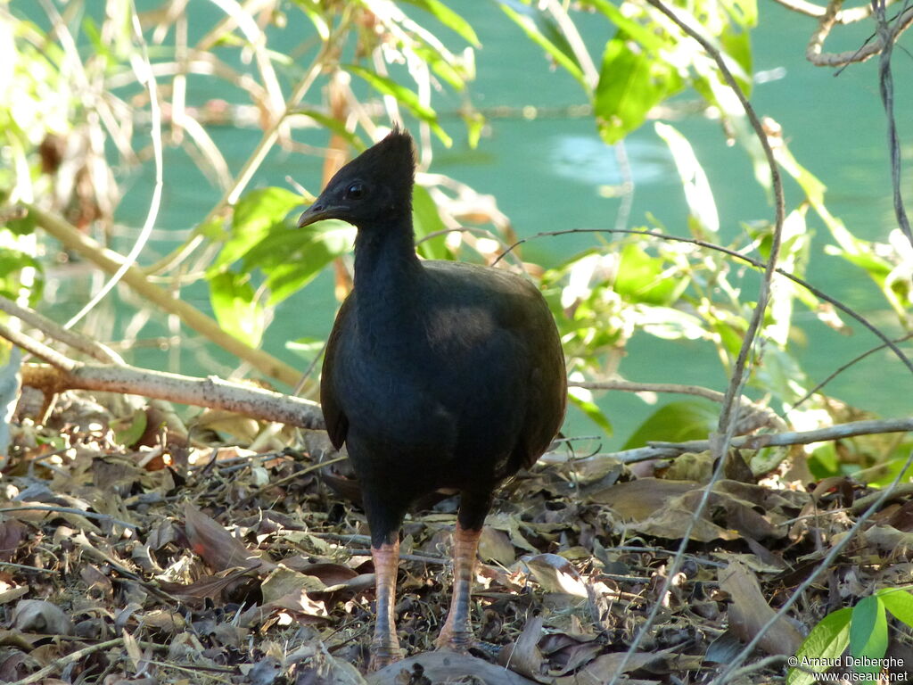 Orange-footed Scrubfowl