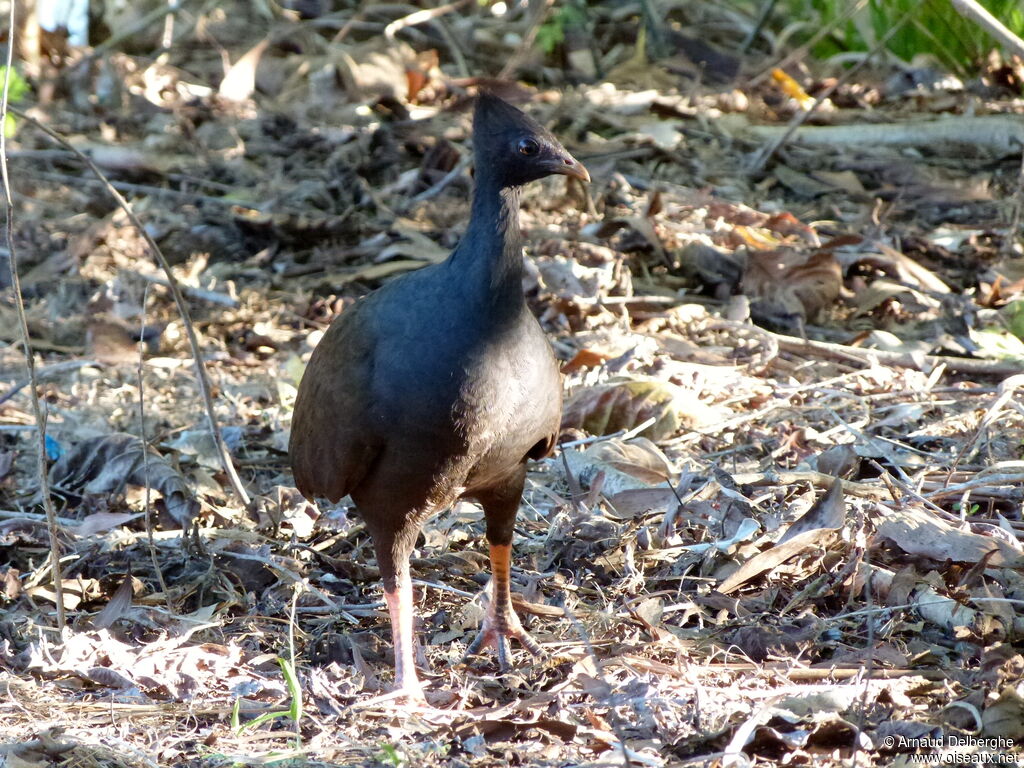 Orange-footed Scrubfowl