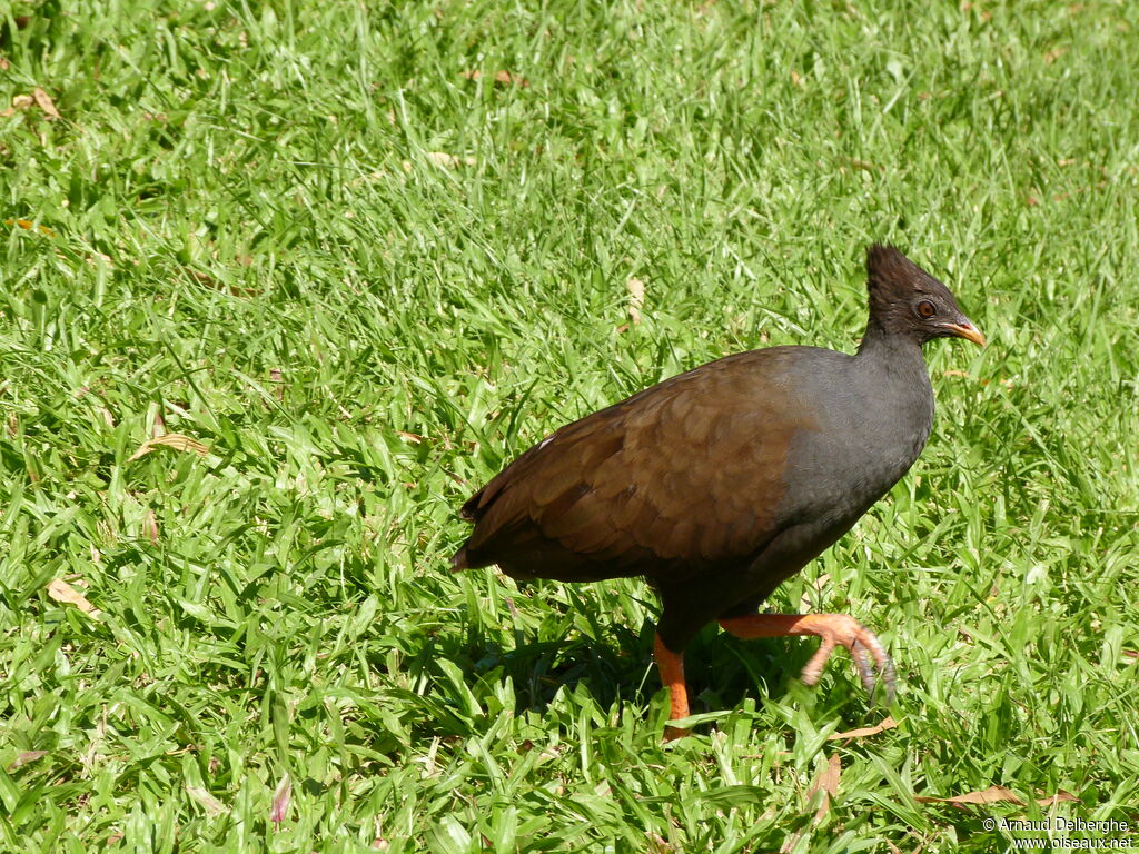 Orange-footed Scrubfowl