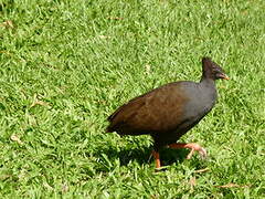 Orange-footed Scrubfowl