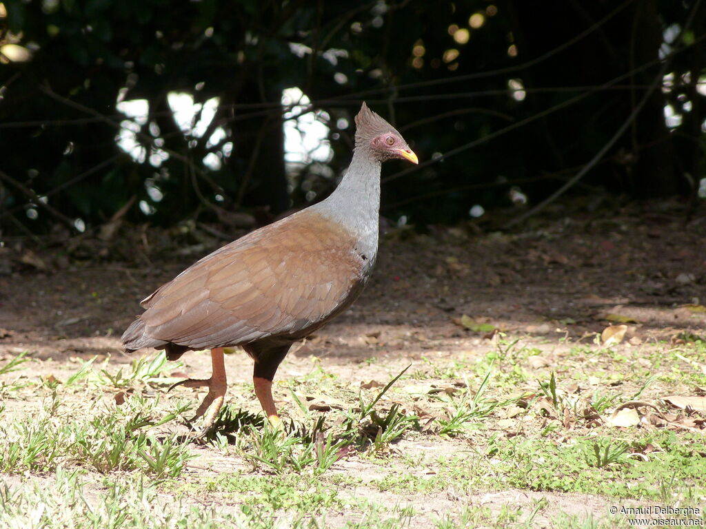 Orange-footed Scrubfowl