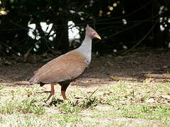 Orange-footed Scrubfowl