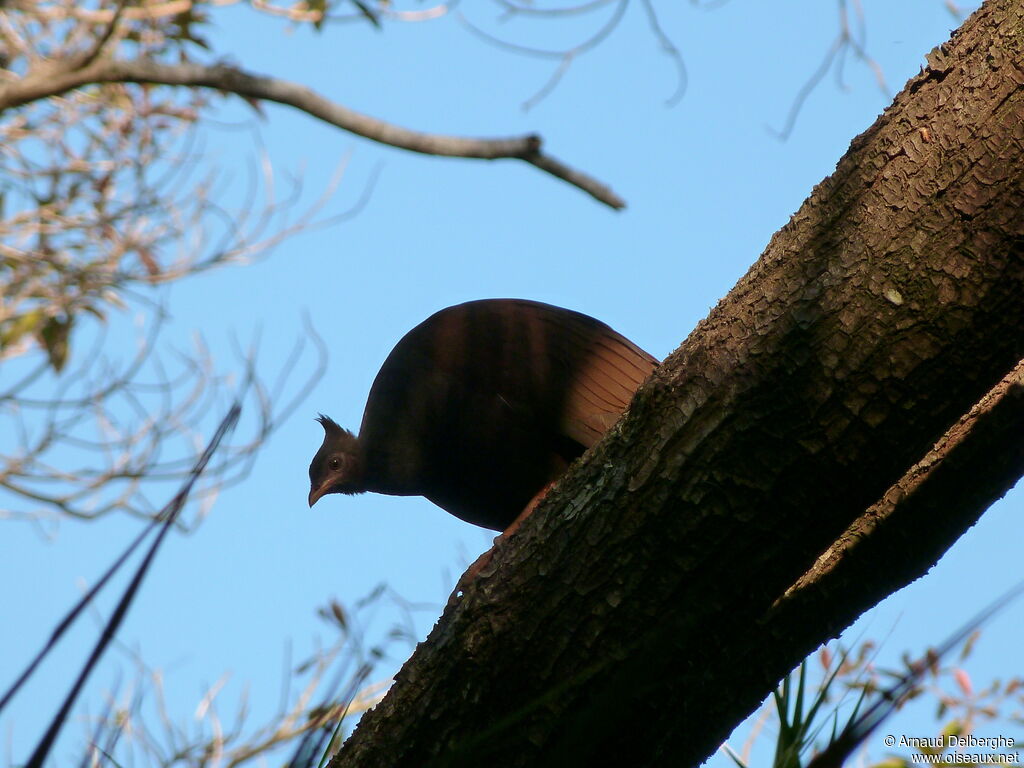 Orange-footed Scrubfowl