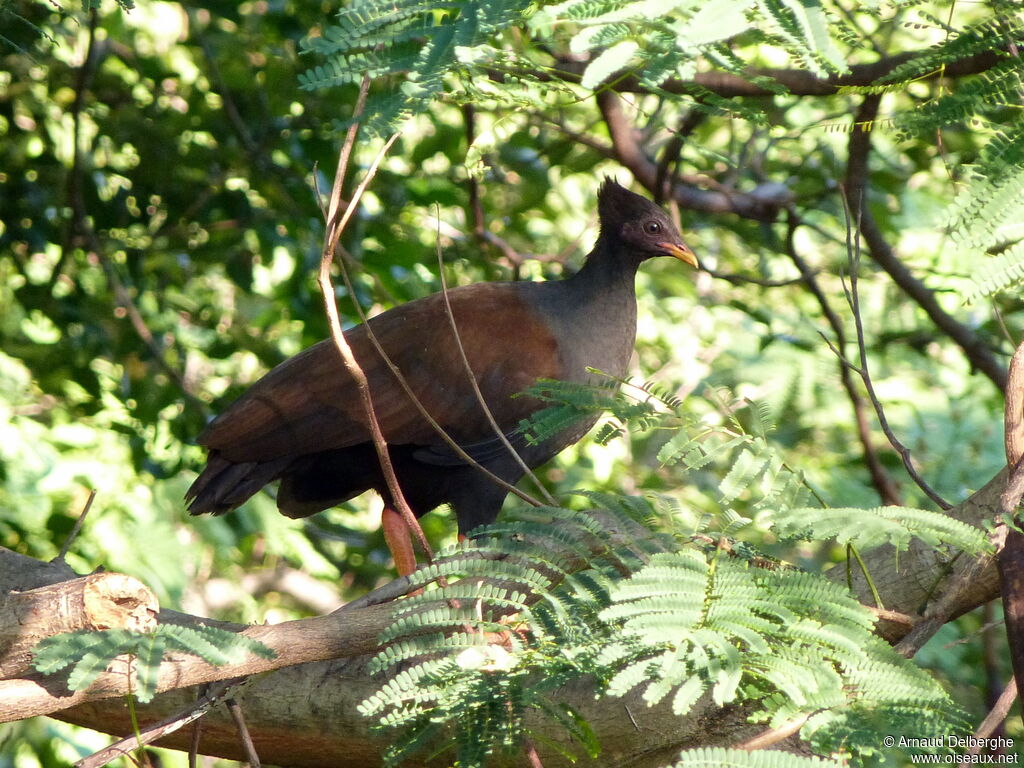 Orange-footed Scrubfowl