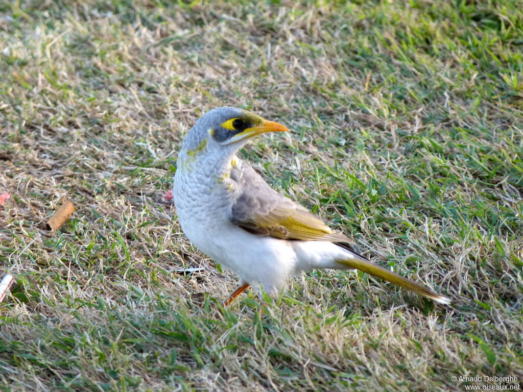 Méliphage à cou jaune