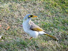 Yellow-throated Miner