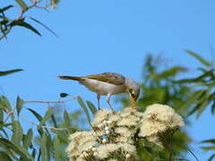 Yellow-throated Miner