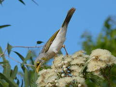 Yellow-throated Miner