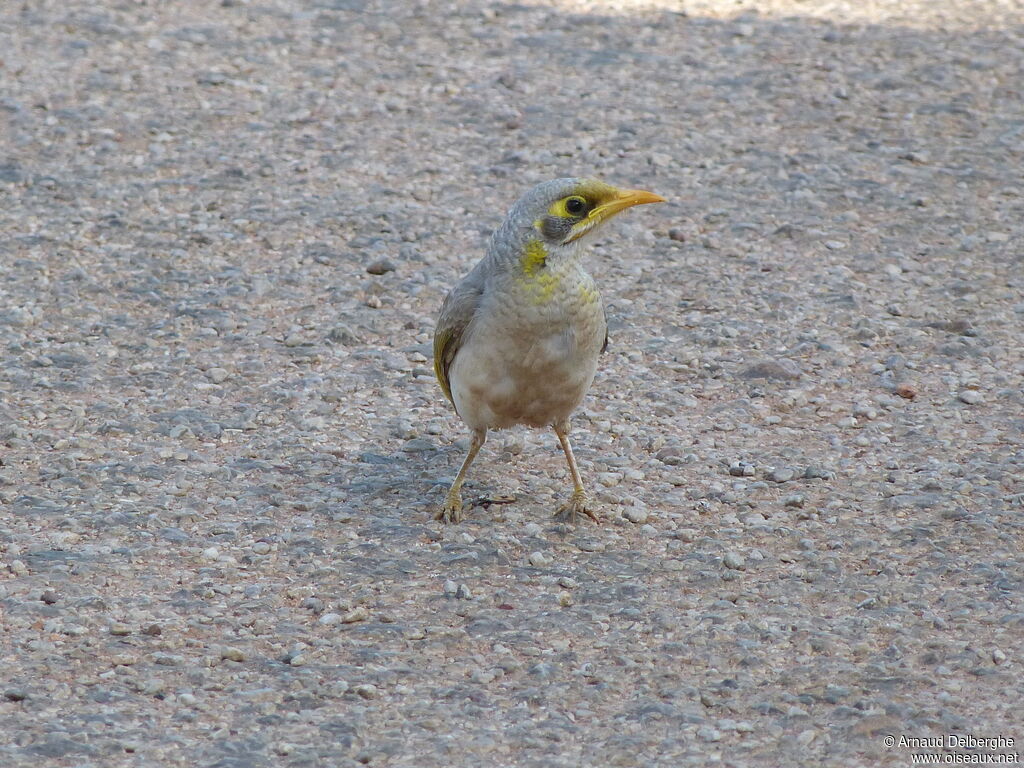 Yellow-throated Miner