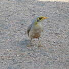 Méliphage à cou jaune